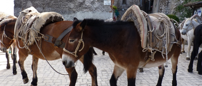 ARTENA, 